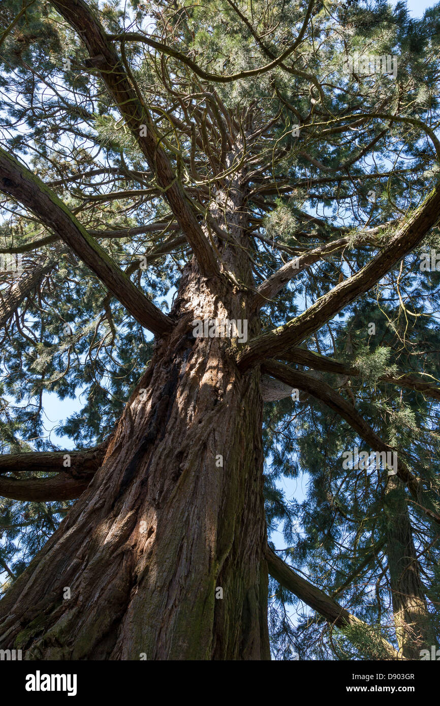 Riesen Mammutbaum (Sequoiadendron Giganteum) im Garten am Somerleyton Hall, Suffolk, UK Stockfoto