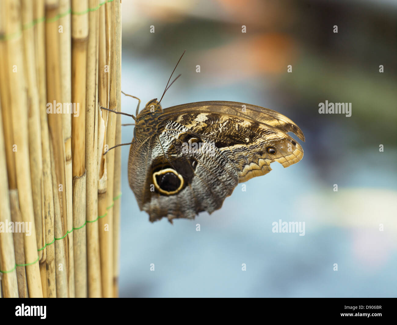 Ein Schmetterling, close-up. Stockfoto
