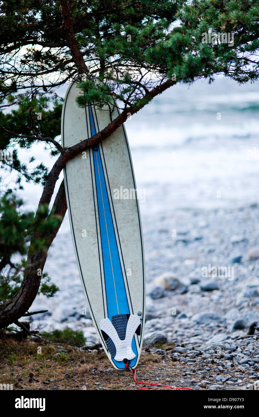 Surfbrett, stützte sich auf Baum Stockfoto