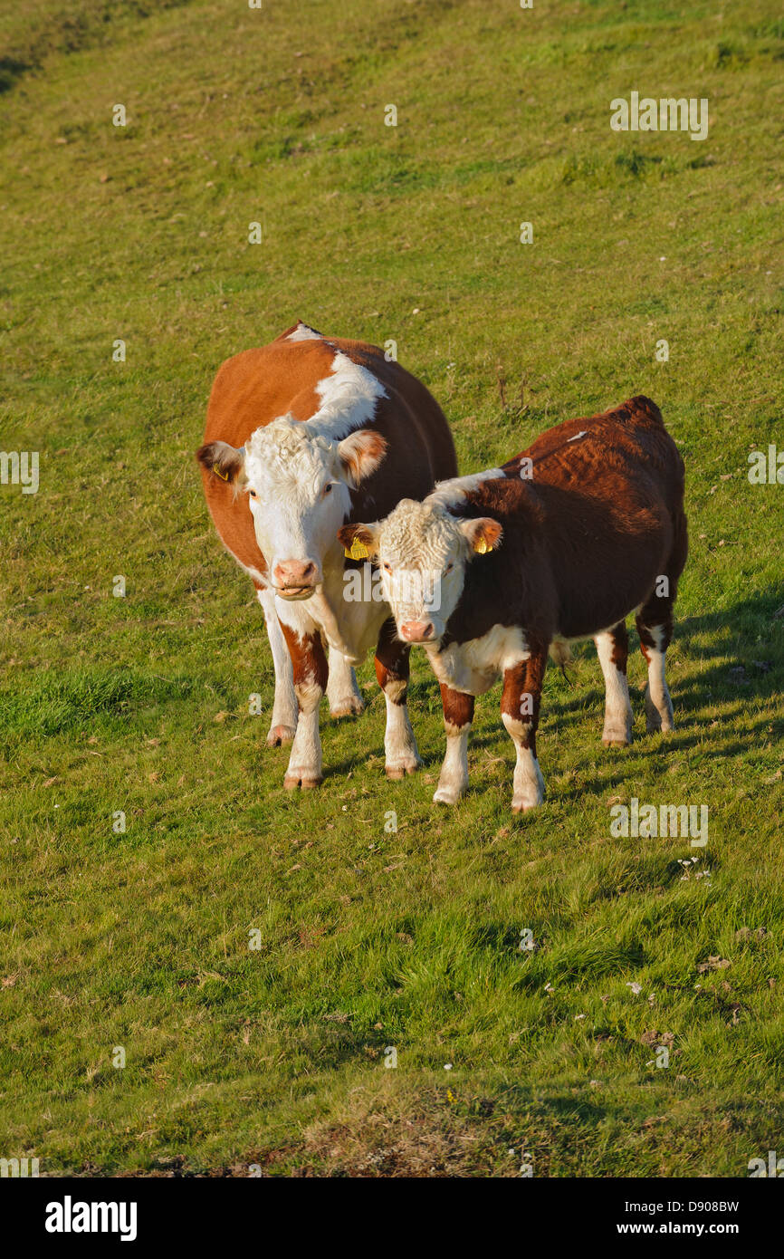 Zwei Kühe auf der Weide Stockfoto
