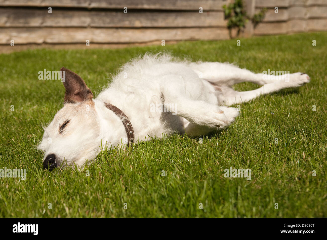 jack russell Terrierhund schläft friedlich auf grünem Gras in einem sonnigen Garten Stockfoto