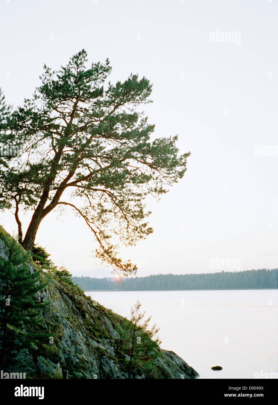 Ein Baum auf einer Klippe, Langgarn, Schweden. Stockfoto