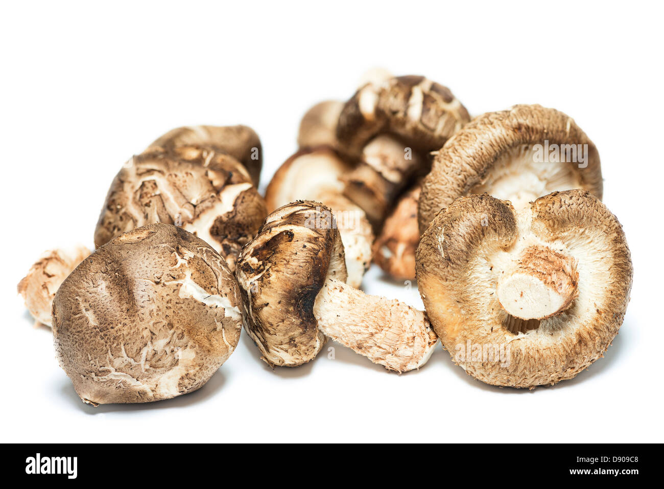 Shiitake Pilze isolierten auf weißen Hintergrund Stockfoto
