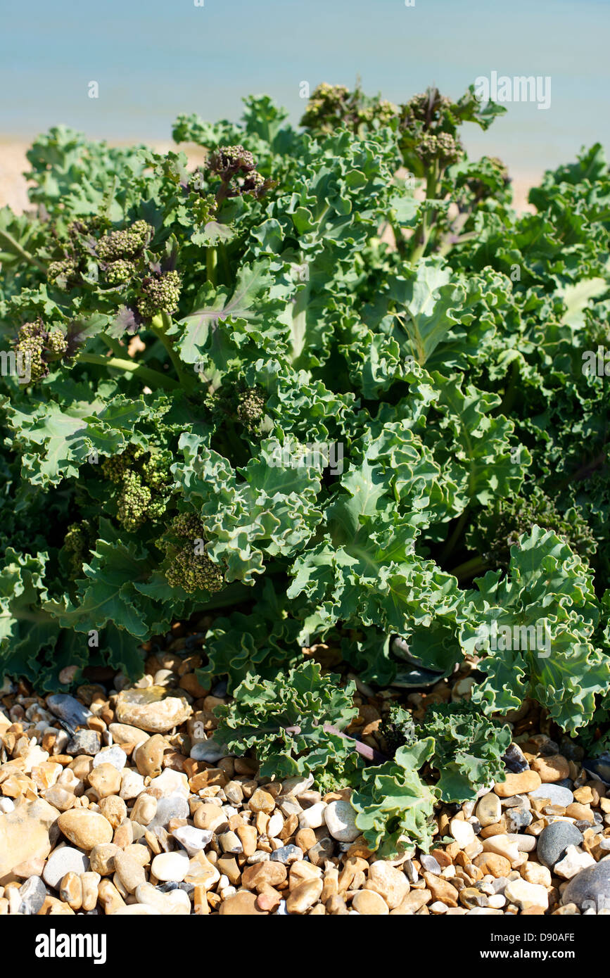 Crambe Maritima Meer Kale Coastal Kohl Salz tolerant Pflanze wächst auf einem Kiesstrand bei Pevensey East Sussex UK Stockfoto