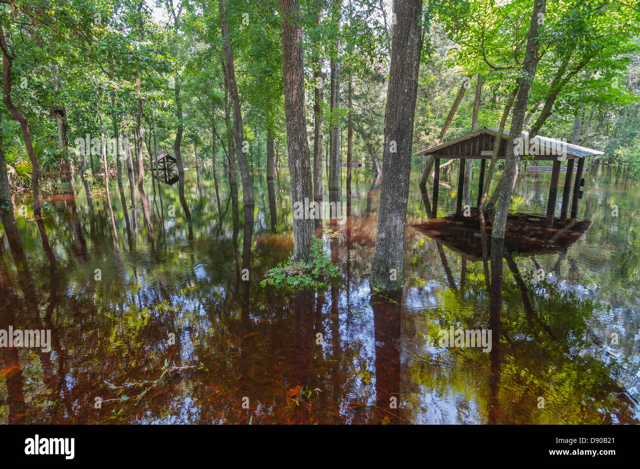 Überschwemmungen im Oleno State Park nach tropischer Sturm Debby North Central Florida 6-12 getroffen. Stockfoto