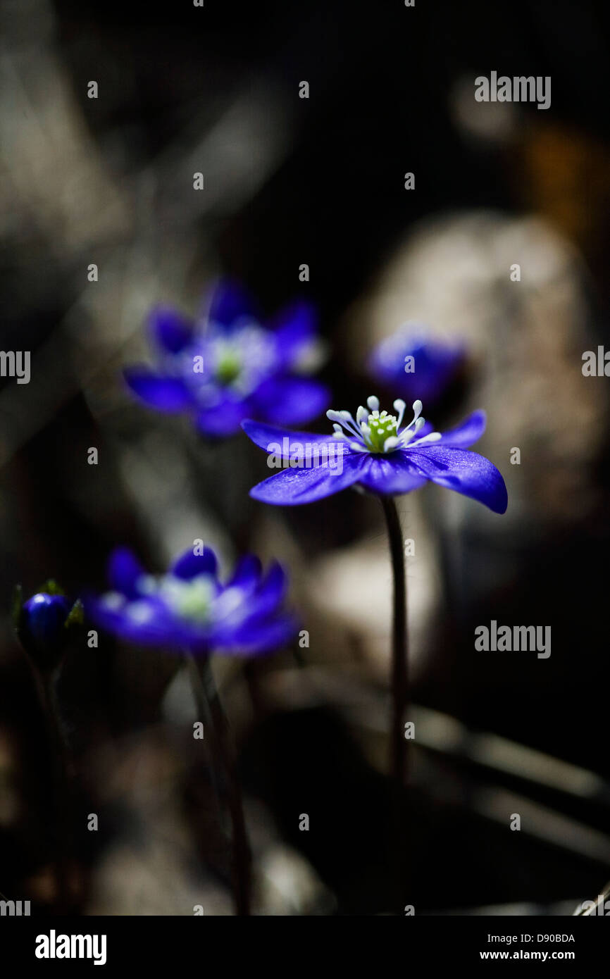 Holz-Anemonen, Nahaufnahme, Schweden. Stockfoto