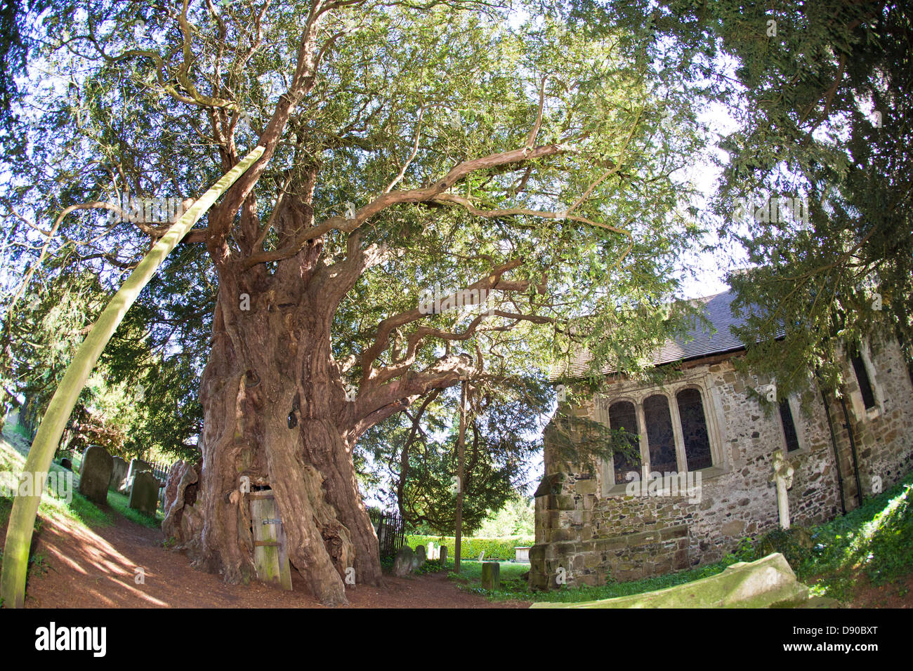 4000 Jahre alte Eibe in St Georges Churchyard Crowhurst Surrey UK Stockfoto