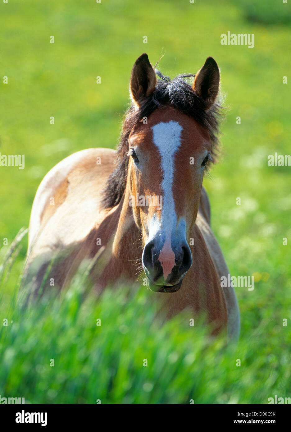 Junges Pferd Weiden, Schweden. Stockfoto