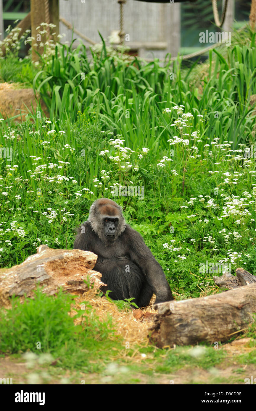Gorilla, Bristol Zoo, England, UK Stockfoto