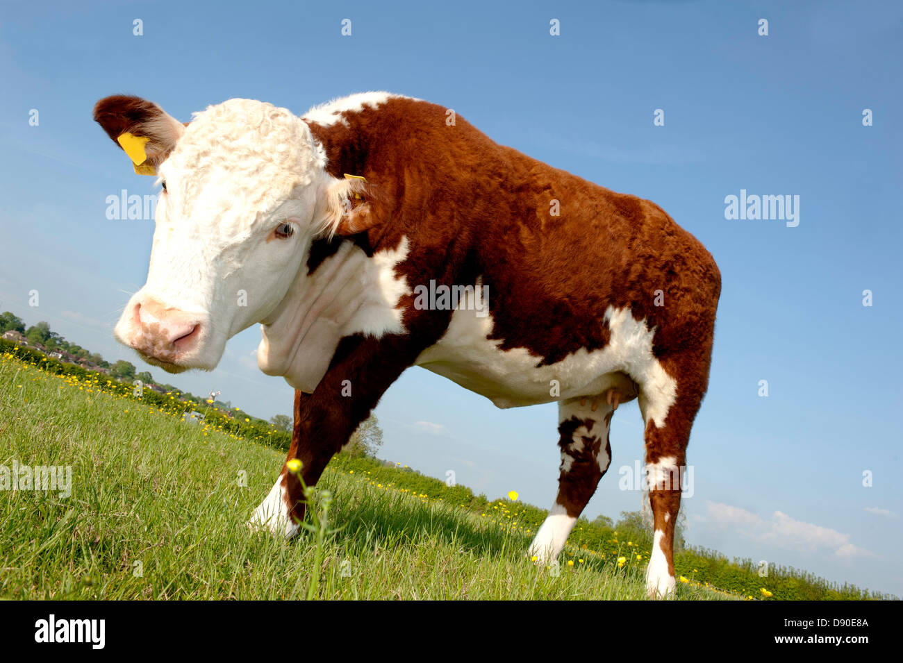 einen einzigen weiblichen Stammbaum Hereford Kuh Butterblume Feld Stockfoto