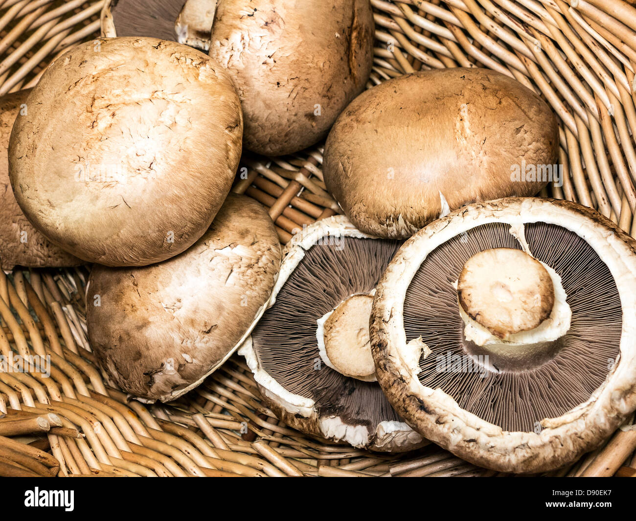 Nahaufnahme von Portobello-Pilze (Agaricus Bisporus) in einem Weidenkorb. Stockfoto