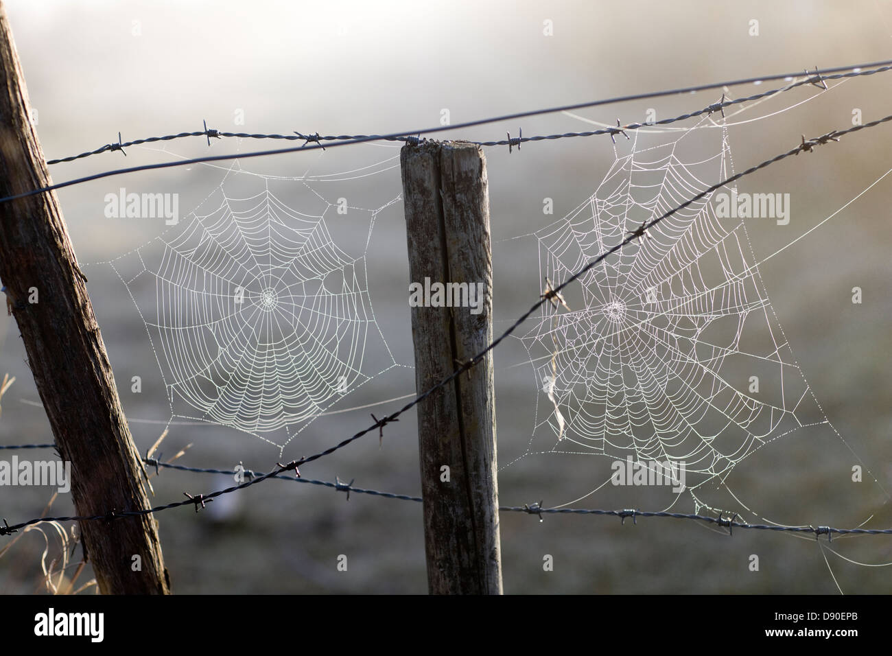 Spinnennetz auf Stacheldraht, Schweden. Stockfoto
