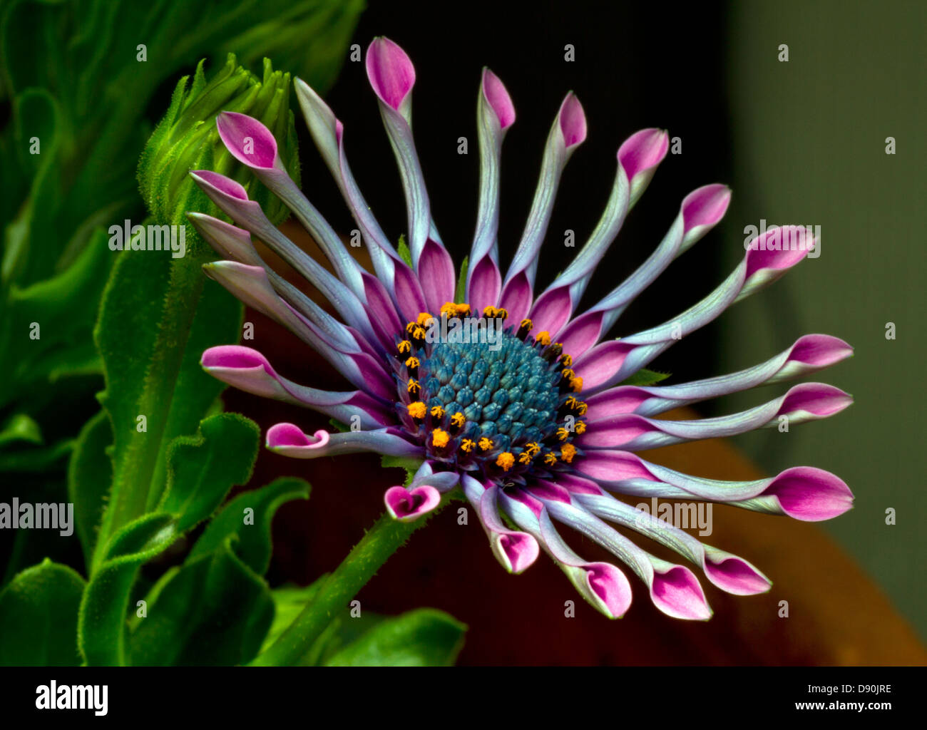Osteospermum oder South African Daisy, öffnet sich die Sonne. Die Pflanze heißt auch die blauäugige Daisy und löffelte Daisy Stockfoto