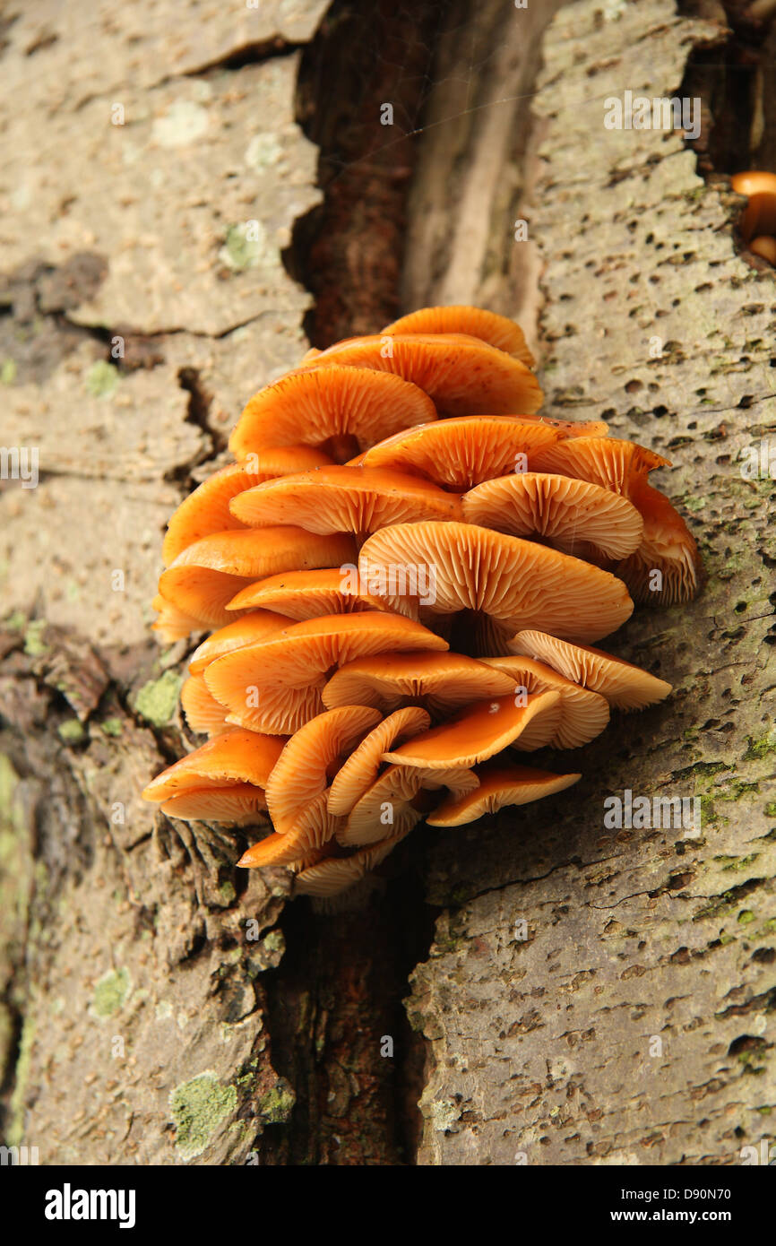 Pilze wachsen auf einer Birke Stockfoto