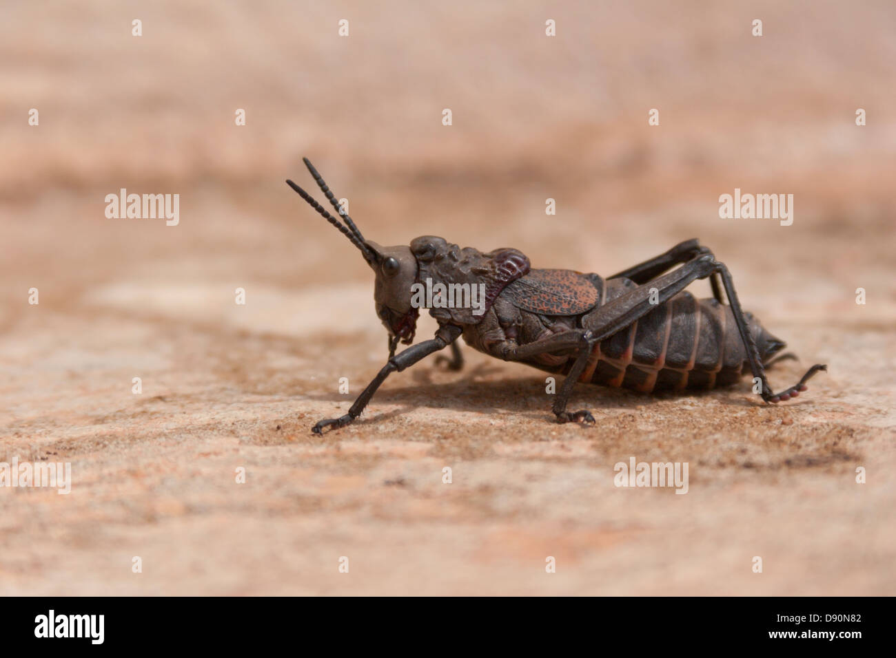 Insekt Heuschrecke Cricket Afrika Guinea Stockfoto