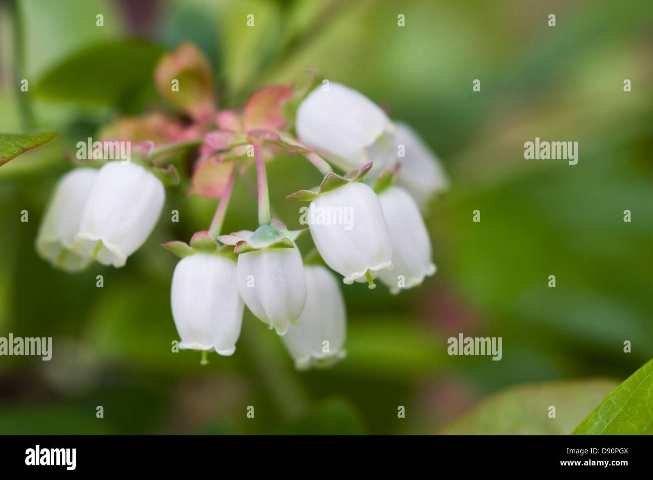 Vaccinium Corymbosum. Heidelbeer-Blumen. Stockfoto