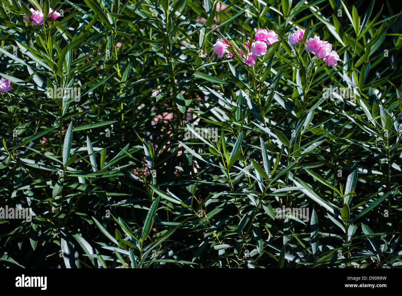 blühenden Rhododendron, Venedig, Italien Stockfoto