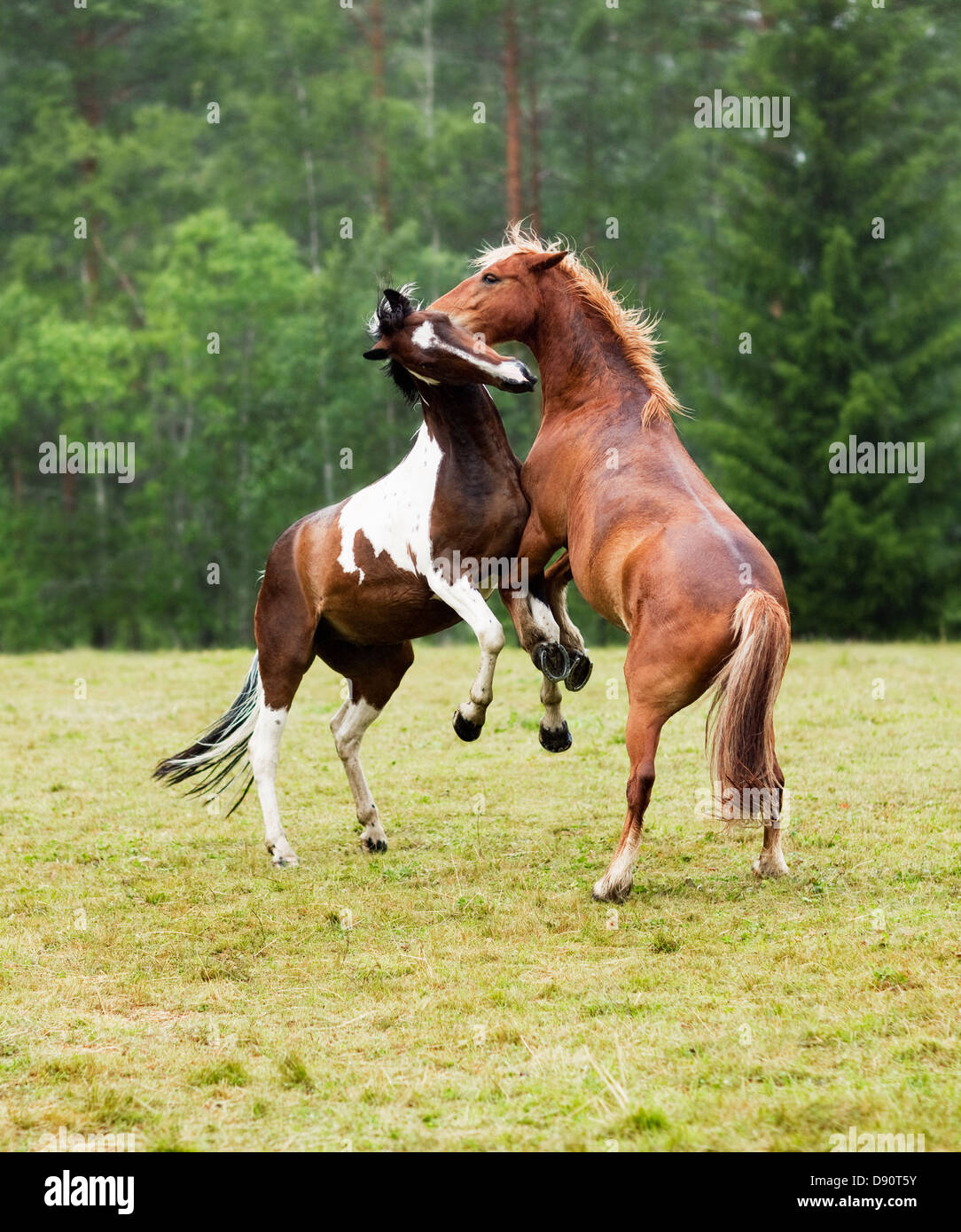 Zwei Pferde kämpfen Stockfoto