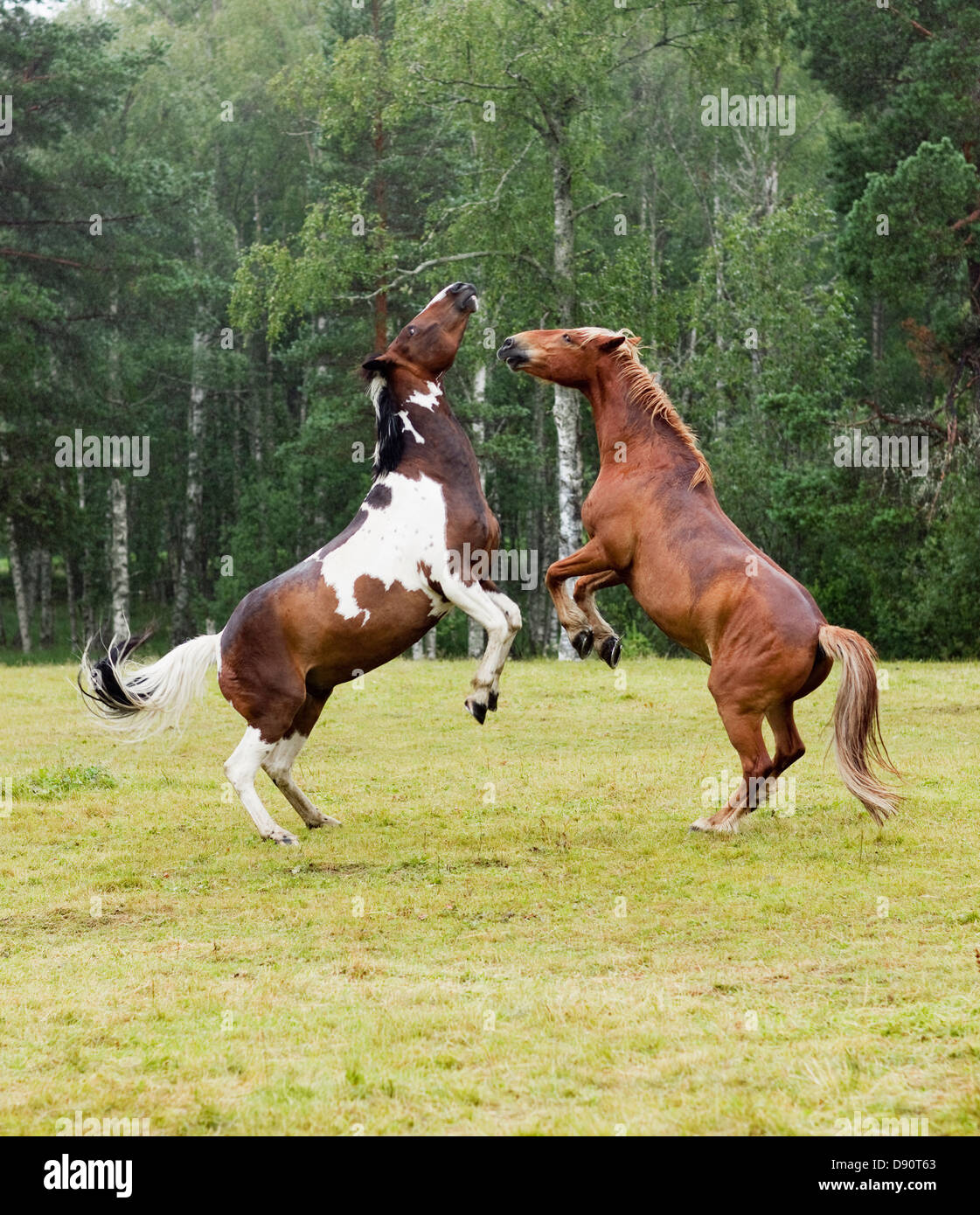 Zwei Pferde kämpfen Stockfoto
