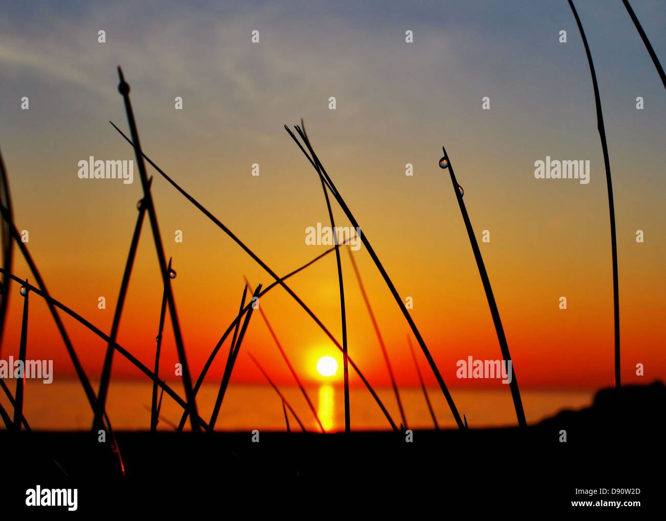 Morgen Tautropfen fangen die Reflexion eines herrlichen Sonnenaufgang über dem See. Lexington, Michigan. Stockfoto