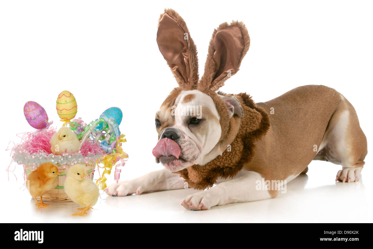 Ostern-Hund - englische Bulldogge gekleidet wie Hase mit Korb mit Eiern und Küken isoliert auf weißem Hintergrund Stockfoto