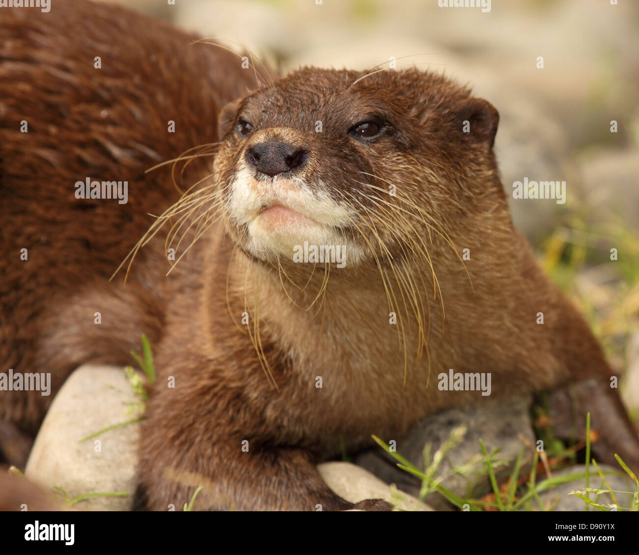 Afrikanischen Clawless Otter verdächtige suchen. Stockfoto