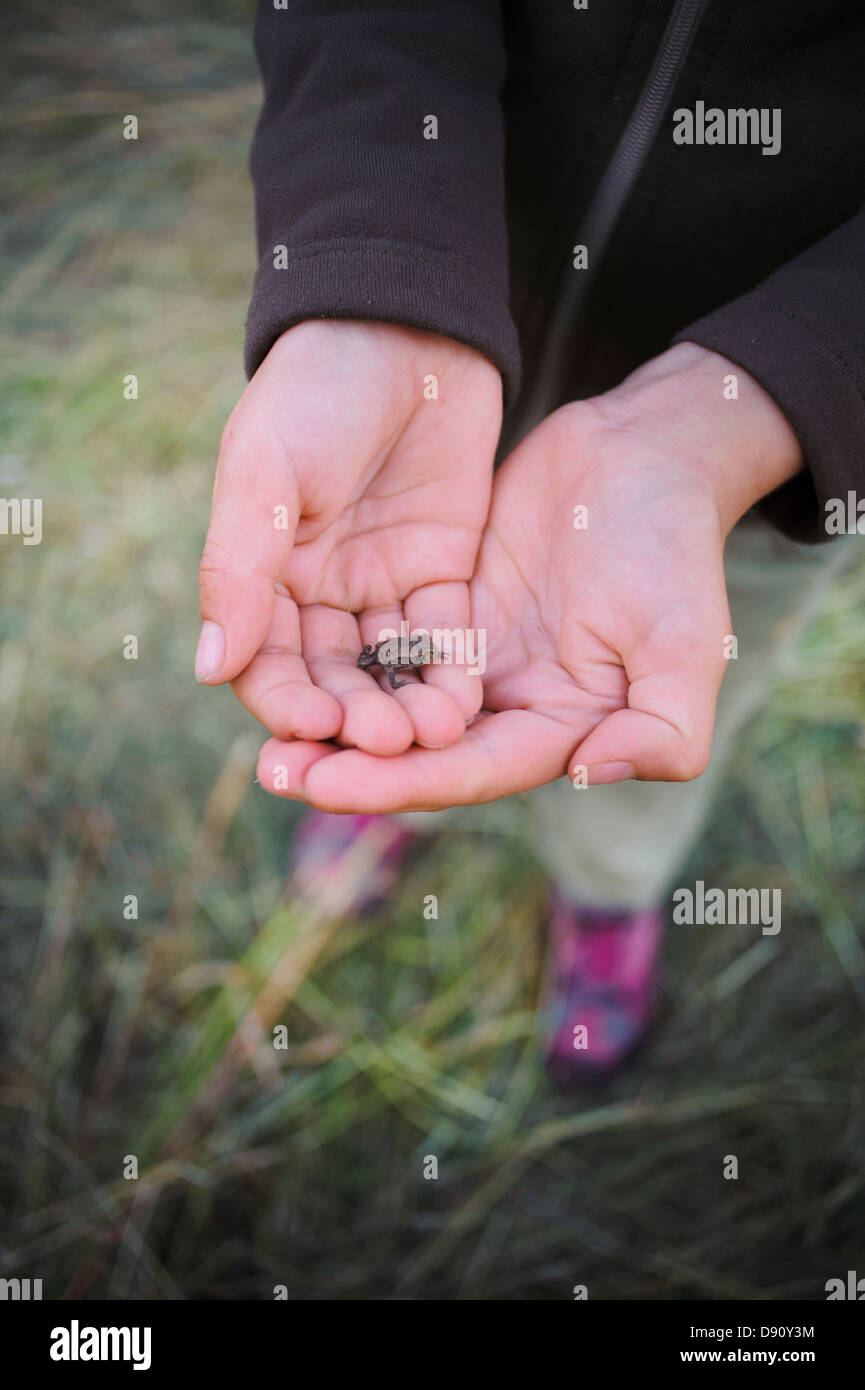 Kleiner Frosch in Kind '' s Hand Stockfoto