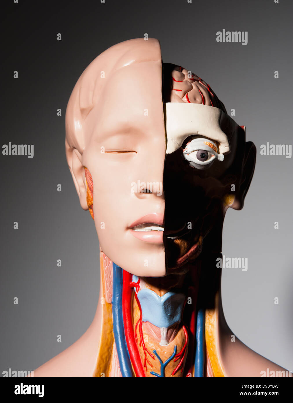 Studioaufnahme des anatomischen Modells Stockfoto