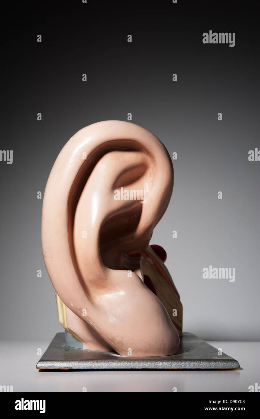 Anatomisches Modell des menschlichen Ohres Stockfoto