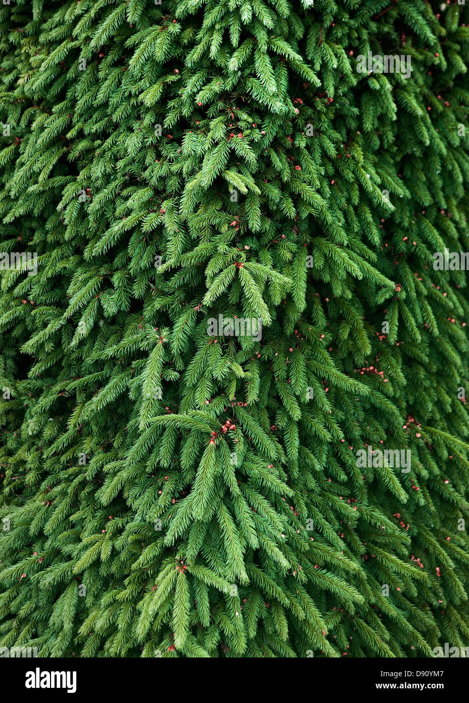 Immergrüner Baum Stockfoto