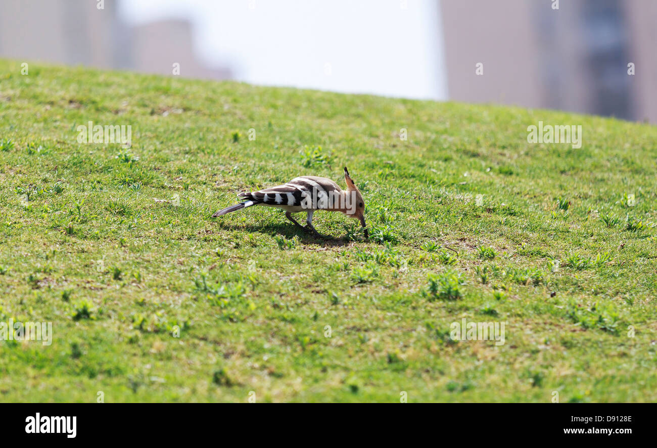 Wiedehopf Vogel auf dem Rasen Stockfoto
