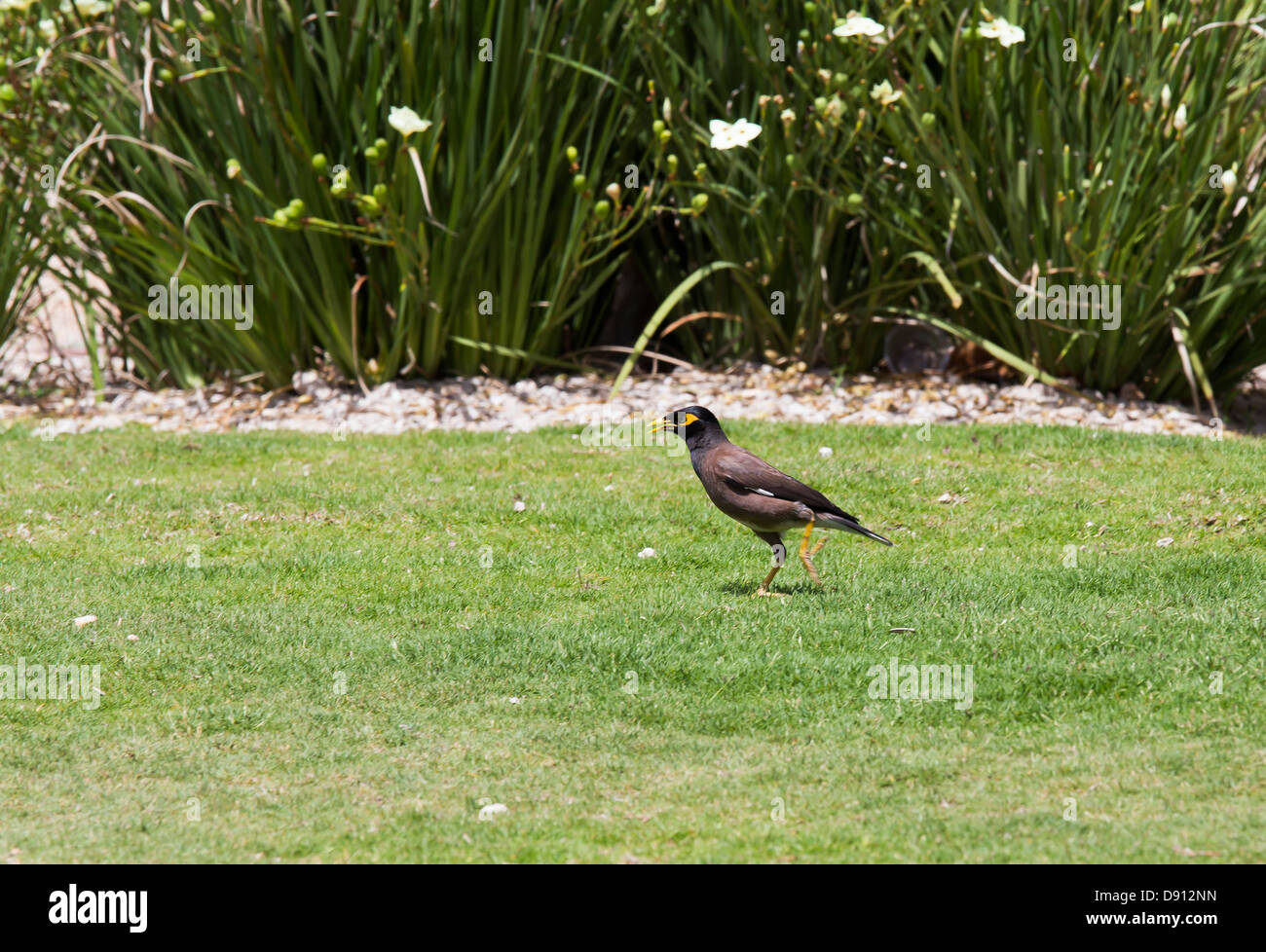 Vogel mit einem gelben Schnabel auf dem Rasen Stockfoto