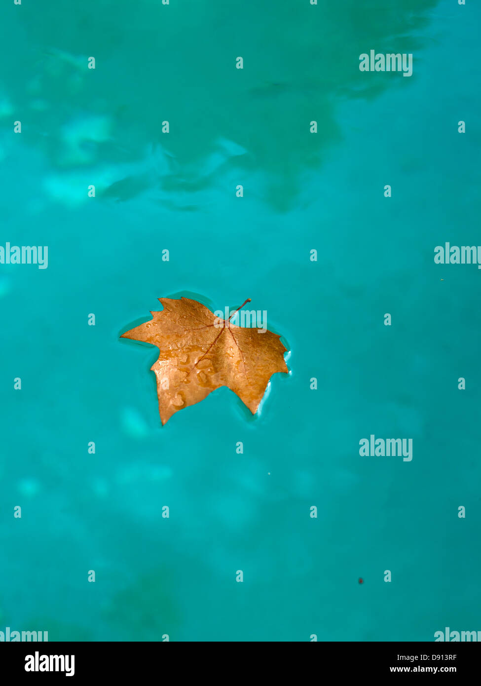 Ein Herbst Blatt in einem Schwimmbad. Stockfoto