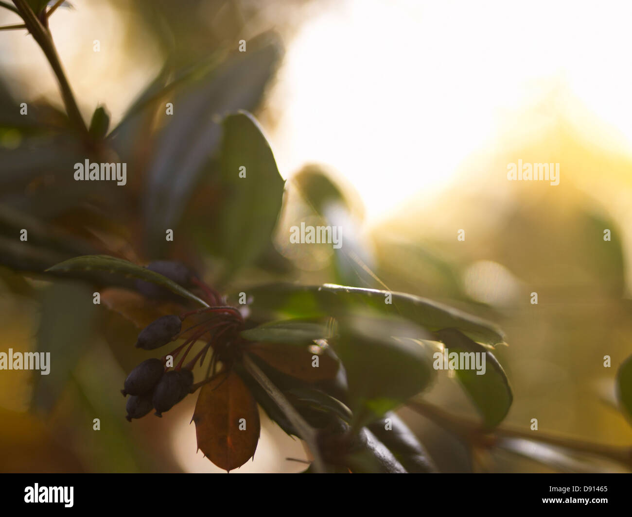 Blatt, close-up. Stockfoto