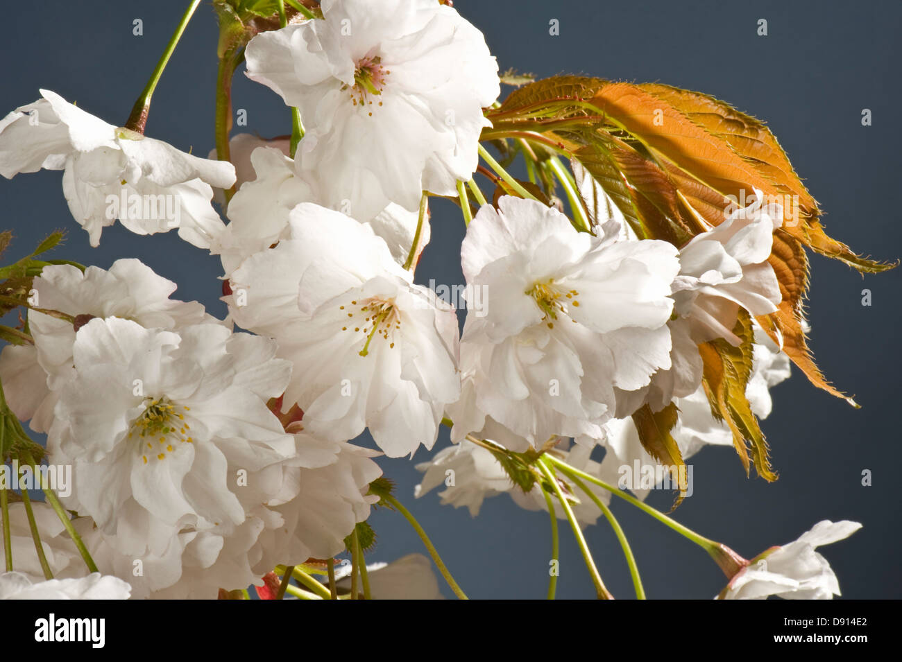 Blumen auf einem ornamentalen blühenden Kirschbäume Baum Prunus "Shizuka" oder duftenden Wolke junge rote Blätter Stockfoto