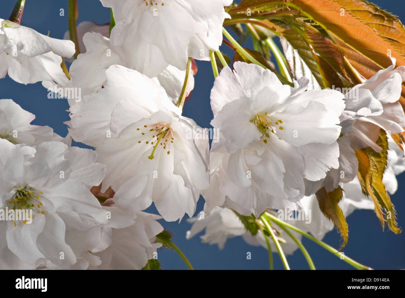 Blumen auf einem ornamentalen blühenden Kirschbäume Baum Prunus "Shizuka" oder duftenden Wolke junge rote Blätter Stockfoto