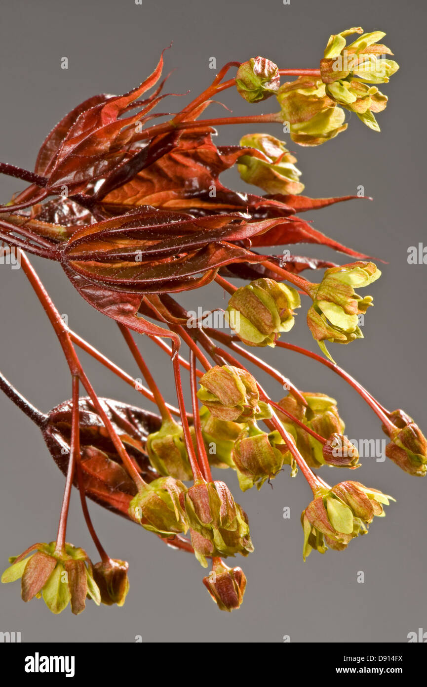 Blüten und sehr jungen Blättern eine dekorative rote rotblättrige Ahorn, Acer Plantanoides, Crimson King im Frühjahr Stockfoto