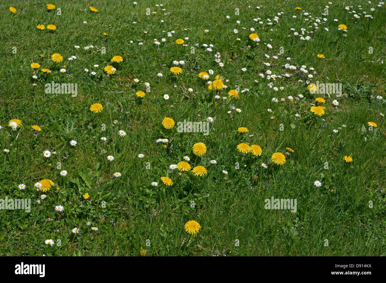 Löwenzahn, Taraxacum Officinale und Gänseblümchen, Bellis Perennis Blüte im Rasen Stockfoto