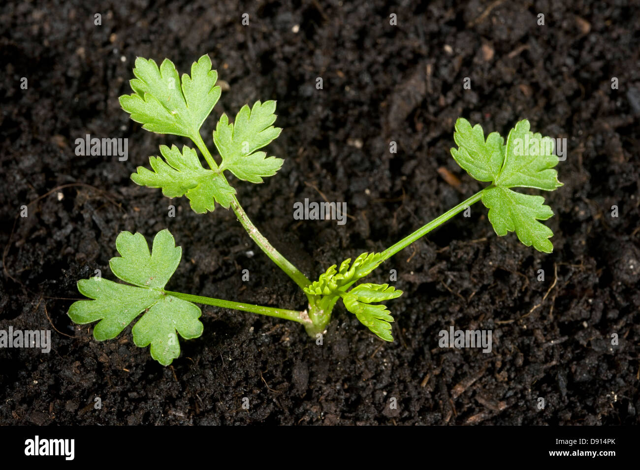Junge Pflanze des Dummkopfs Petersilie, Aethusa Cynapium, eine jährliche Acker- und Garten Unkraut Stockfoto