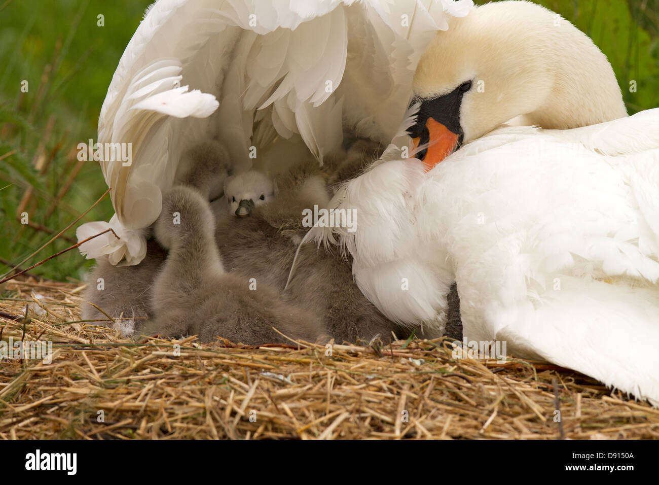 Mutter ihre Cygnets warm zu halten Stockfoto