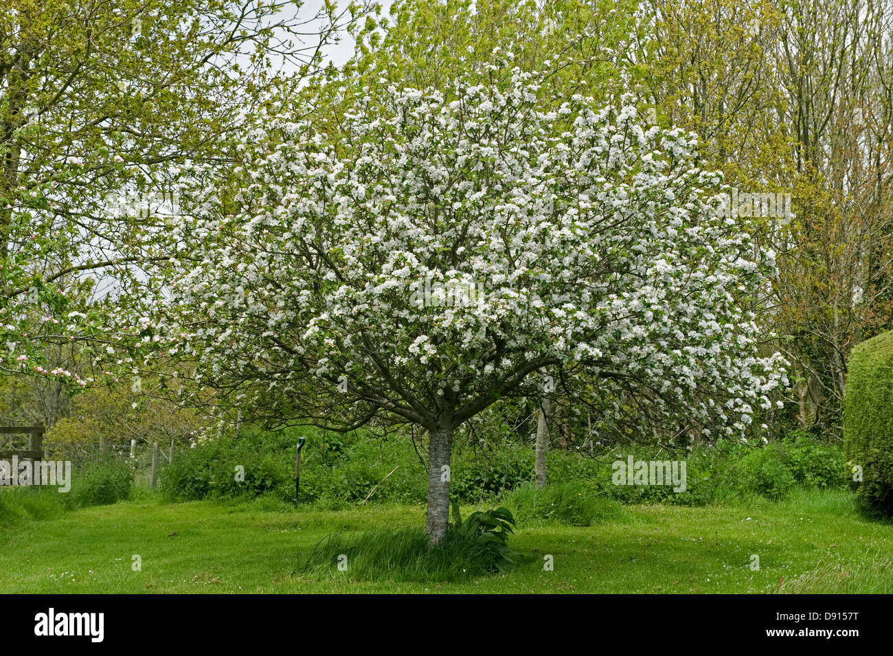 Ein Baum Apfelsorte Discovery in voller Blüte im Frühlingsgarten Stockfoto