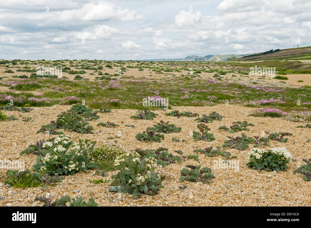 Meerkohl Crambe Maritima und Sparsamkeit, Armeria Maritima und andere Pflanzen blühen auf Schindel Chesil Beach in Dorset Stockfoto