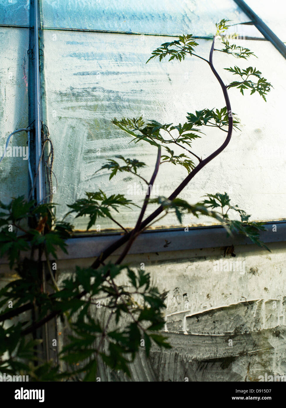 Eine Kletterpflanze in einem Gewächshaus. Stockfoto