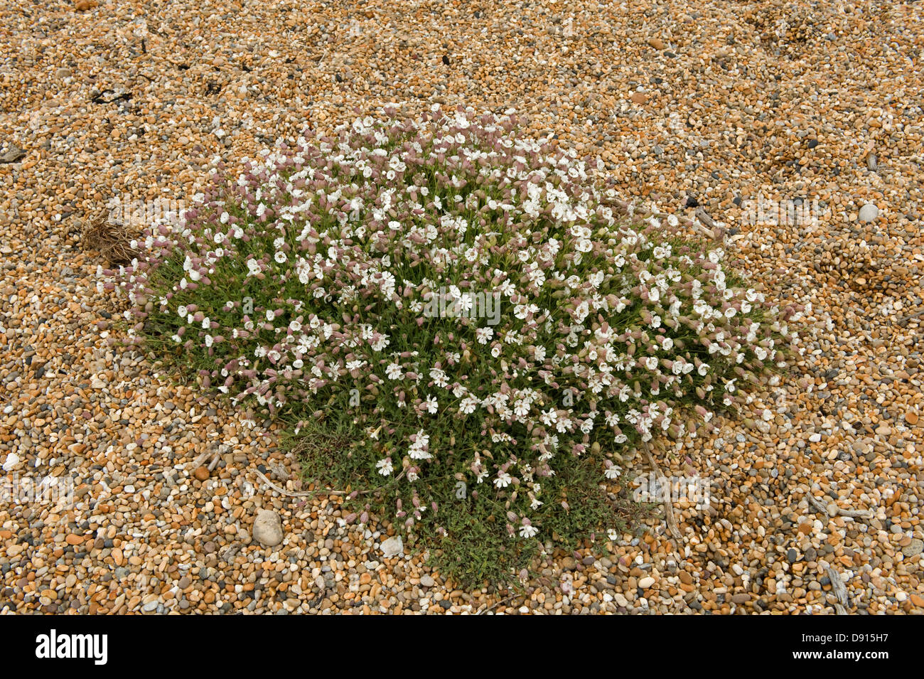 Eine blühende Büschel von Meer Campion, Silene Maritima, auf Kies und Chesil Beach in Dorset Stockfoto
