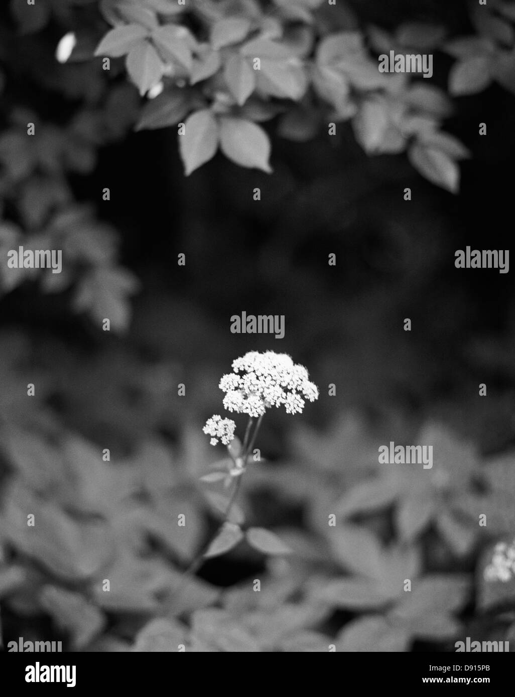 Kuh Petersilie, Schweden. Stockfoto