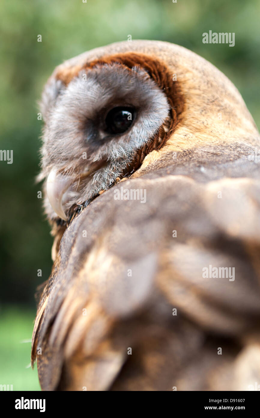 Aschesgesichtige Scheune Eule, Bird Conservation Farm, Großbritannien Stockfoto