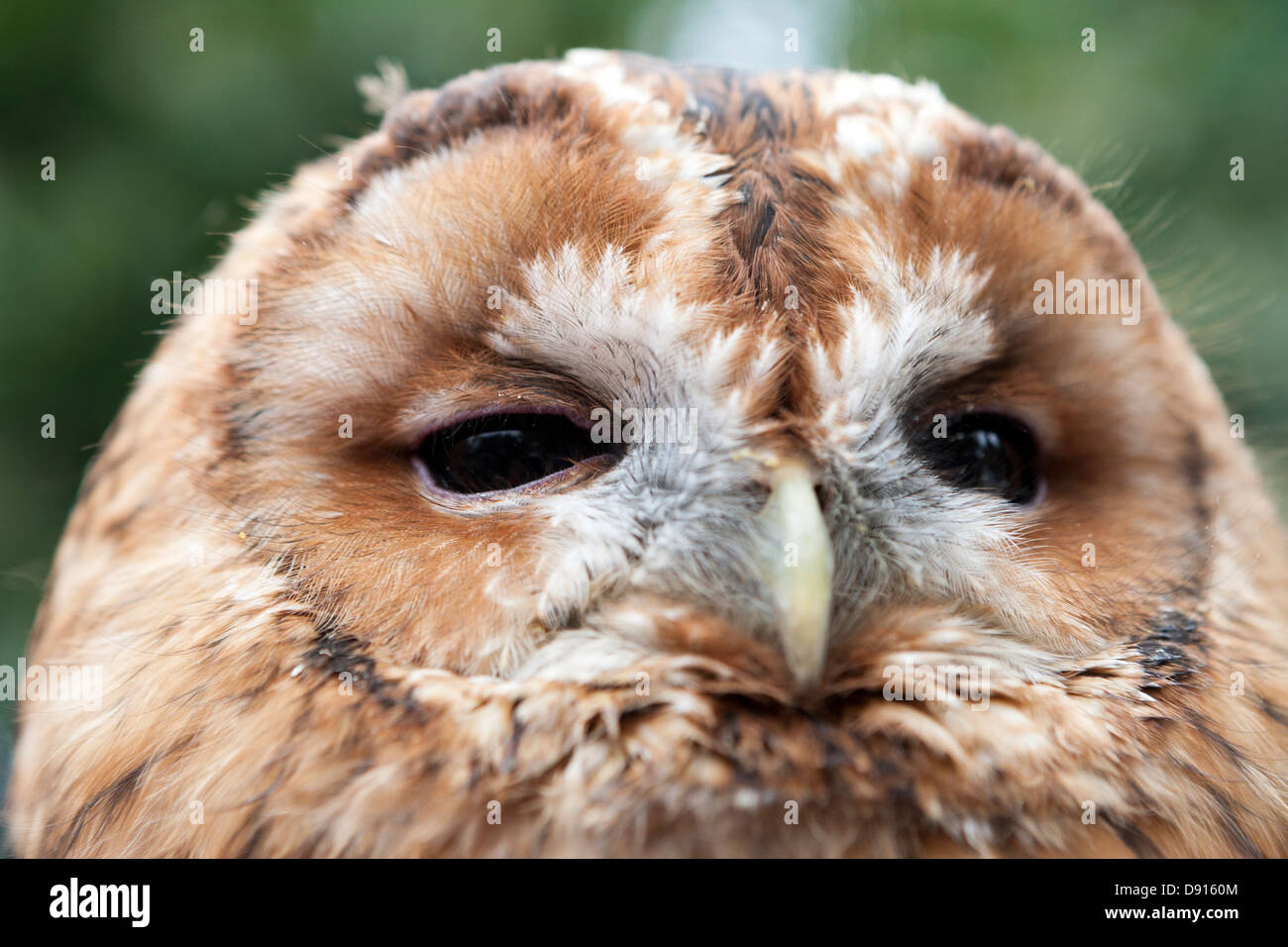 Waldkauz oder braune Eule, Strix aluco, Bird Conservation Farm, Großbritannien Stockfoto