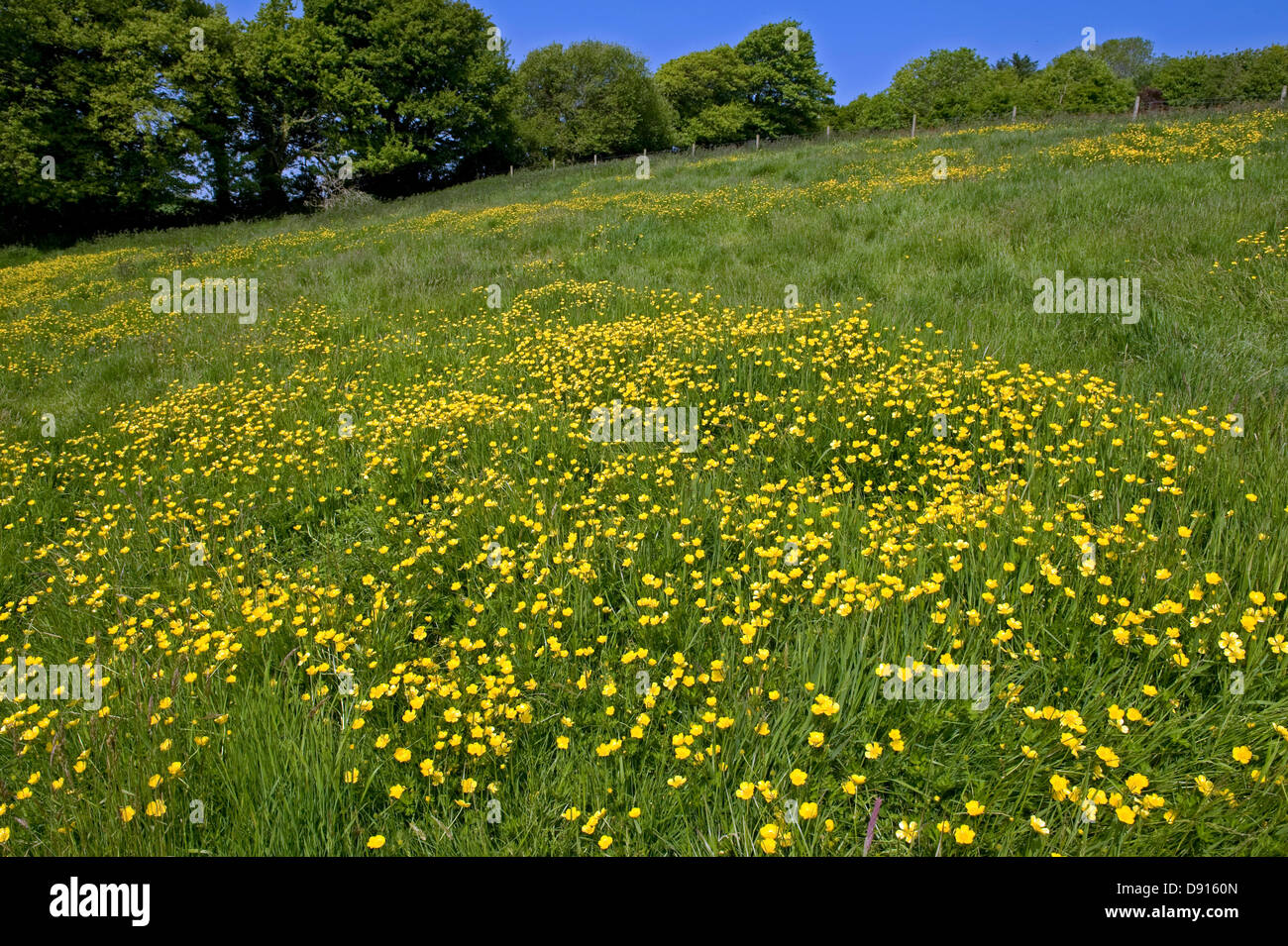 Eine Devon Wiese mit gelben Butterblumen im Frühsommer Stockfoto