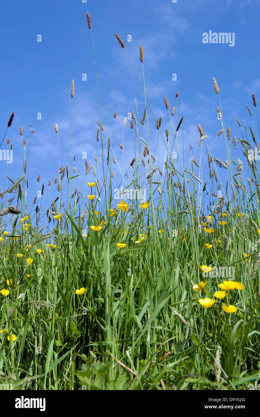 Eine Devon Wiese mit gelben Butterbechern und blühendem Wiesenfoxtail-Gras im Frühsommer Stockfoto