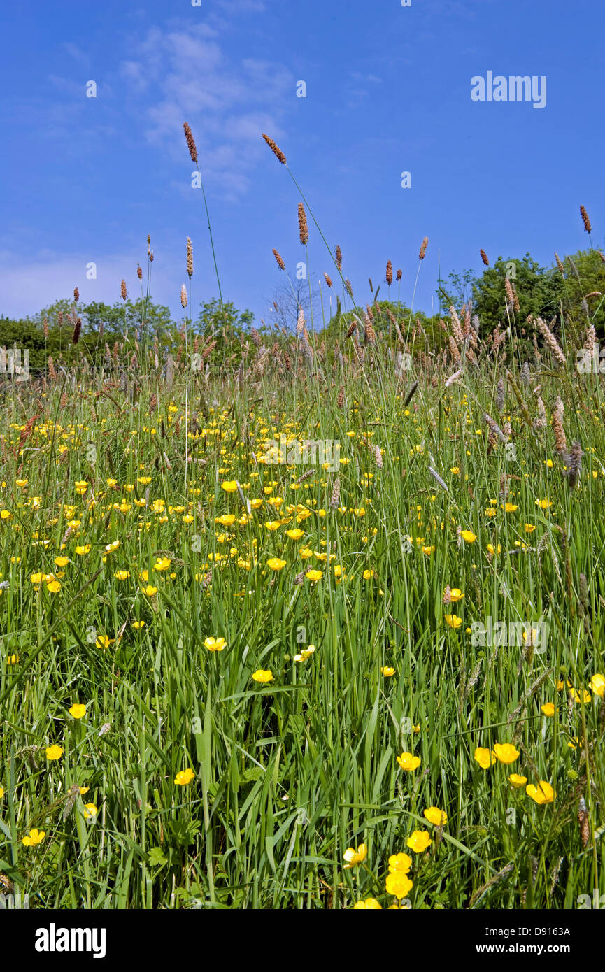 Eine Devon Wiese mit gelben Butterbechern und blühendem Wiesenfoxtail-Gras im Frühsommer Stockfoto